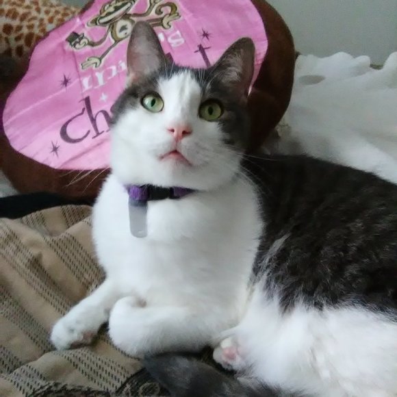 Meet your Posher, Lisa - Picture 13 of 16